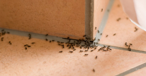 métodos para eliminar formigas doceiras