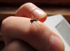 aprenda a deter os ataques de mosquitos