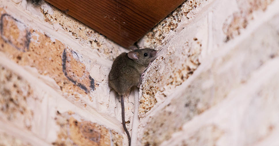 Como acabar com ratos no forro do telhado?