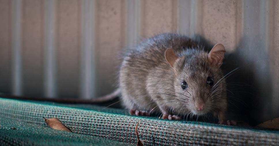 Achei um rato na minha casa, o que devo fazer agora?