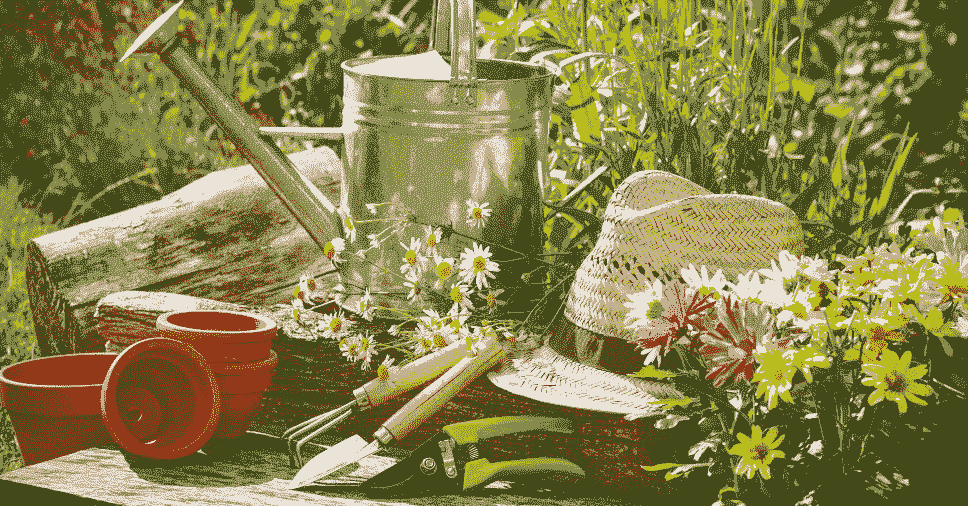 Conheça as pragas de jardins e saiba como se livrar delas!