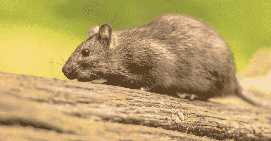 Quais são os tipos de roedores e como reconhecê-los?
